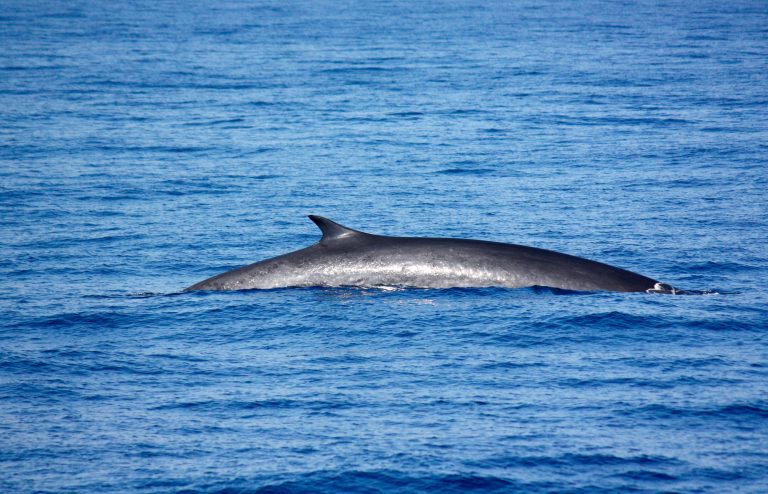 Sanctuaire Pelagos