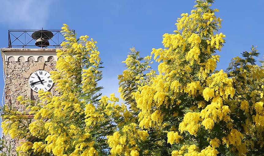 fête du mimosa mandelieu