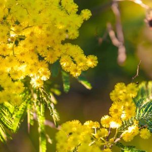 fête du mimosa mandelieu